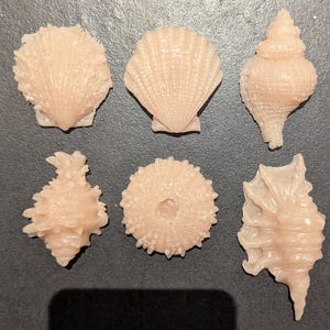 May include: Six different types of seashells in various shapes and sizes. The shells are all a light pink color and have a smooth, textured surface.