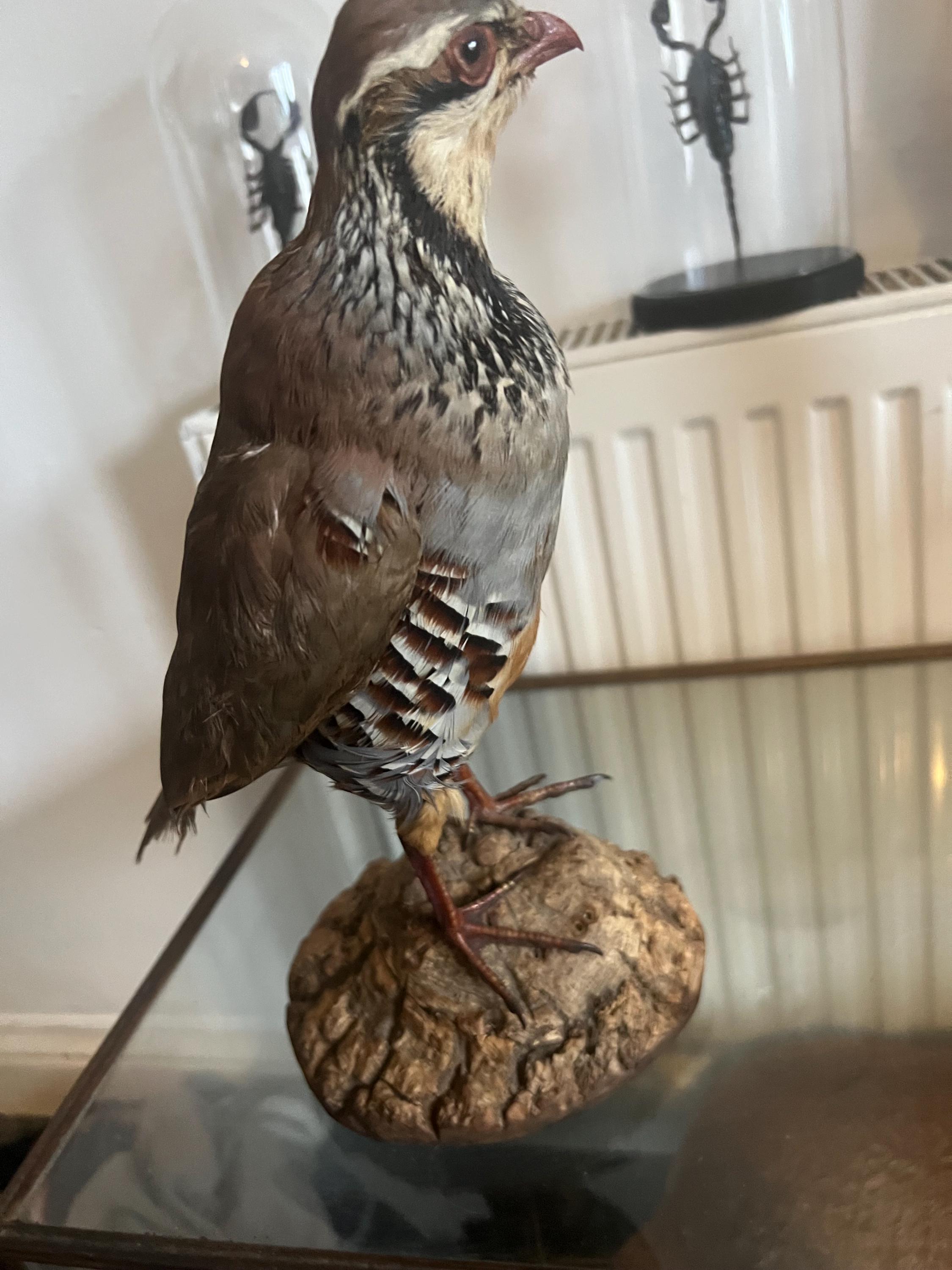 Perdrix Rouges Naturalisées – Taxidermie – Fabriqué En France – Neuf