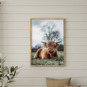 Pode incluir: Uma fotografia emoldurada de uma vaca Highland marrom deitada em um campo de grama verde. A vaca est&aacute; olhando diretamente para a c&acirc;mera com seus grandes olhos escuros. O fundo &eacute; uma imagem desfocada de &aacute;rvores e um c&eacute;u nublado.