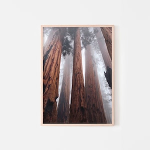 Redwood Trees Print, California National Park, Sequoia Redwood Forest Photography, Nordic Room Wall Decor, Printable Wall Art