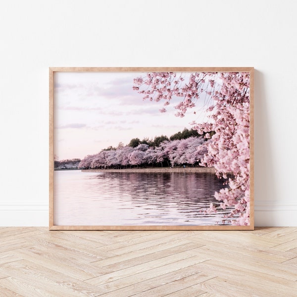 Cherry blossom print, Sakura wall art, spring photography, pink blossom tree poster, printable wall art