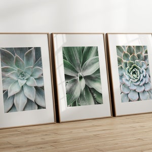 Succulent prints set of 3, succulent photography prints, digital posters, printable wall art