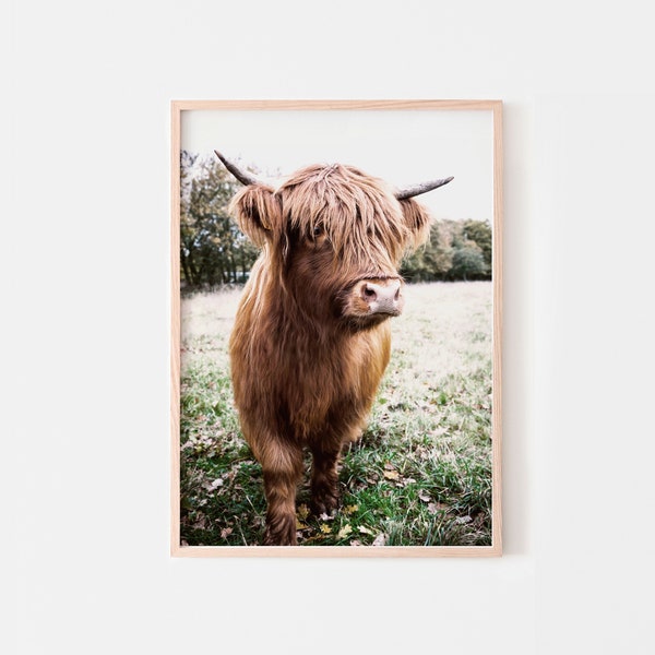 Highland cow print, highland cow poster for download, rustic cow photo, printable wall art