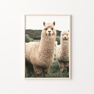 8,872 Alpaca Smile Images, Stock Photos, 3D objects, & Vectors
