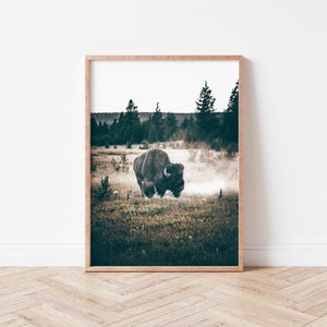 May include: A black bison walks through a field of tall grass and trees in a misty forest.