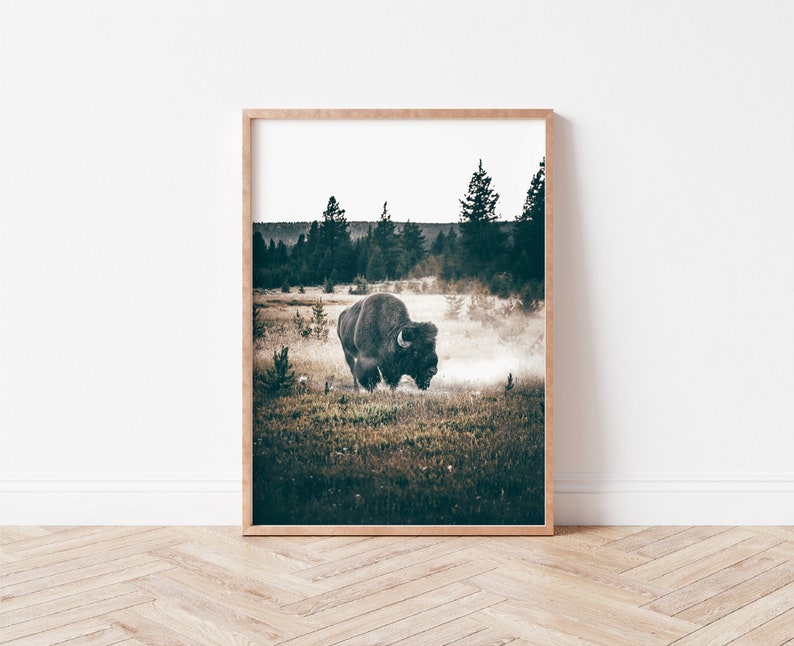 May include: A black bison walks through a field of tall grass and trees in a misty forest.