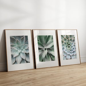 May include: Three framed botanical prints showcasing close-up images of succulents. The prints have a white border and are set in light brown frames. The succulents display shades of green and blue-green, with intricate leaf patterns. The frames are leaning against a white wall.