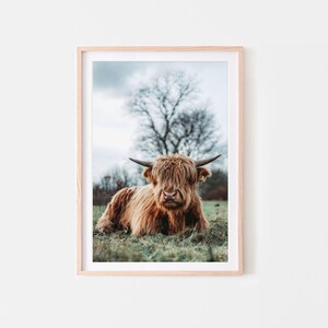 Pode incluir: Uma vaca Highland marrom com pelo longo e felpudo est&aacute; deitada em um campo de grama verde. A vaca est&aacute; olhando diretamente para a c&acirc;mera com uma express&atilde;o calma. O fundo &eacute; uma imagem desfocada de uma &aacute;rvore e um c&eacute;u nublado.