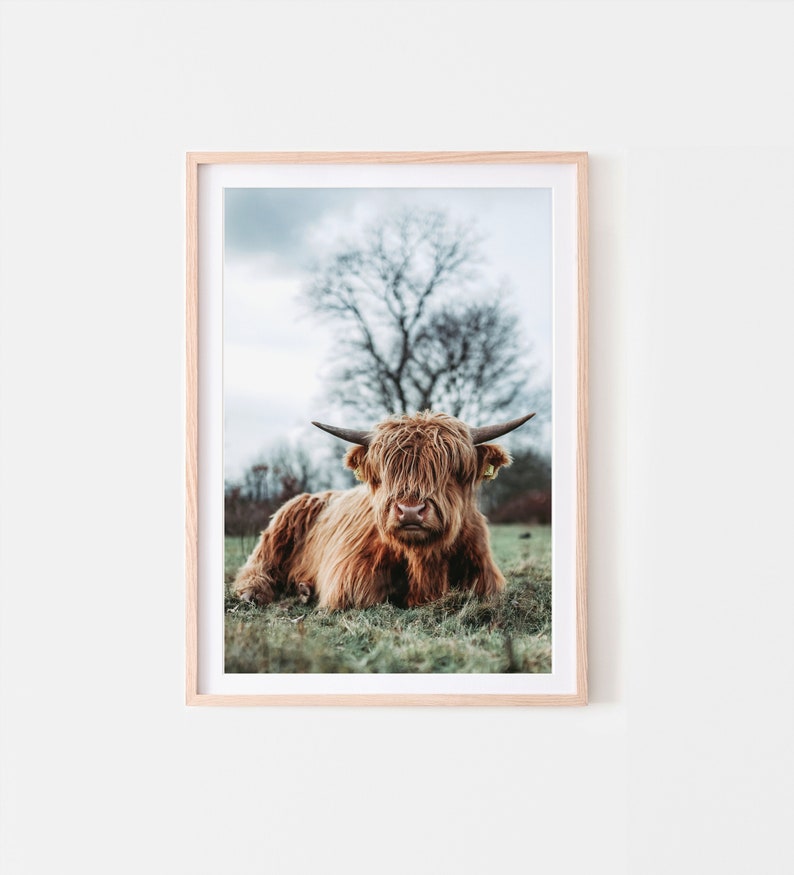 Pode incluir: Uma vaca Highland marrom com pelo longo e felpudo est&aacute; deitada em um campo de grama verde. A vaca est&aacute; olhando diretamente para a c&acirc;mera com uma express&atilde;o calma. O fundo &eacute; uma imagem desfocada de uma &aacute;rvore e um c&eacute;u nublado.