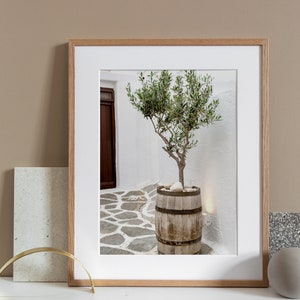 May include: A framed photograph of a small olive tree in a wooden barrel planter. The tree is in a whitewashed courtyard with a stone path.