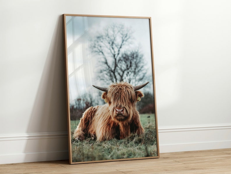 Pode incluir: Uma vaca Highland marrom com pelo longo e felpudo est&aacute; deitada em um campo de grama verde. A vaca tem uma mancha branca na testa e est&aacute; olhando diretamente para a c&acirc;mera.