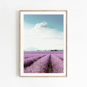 May include: A photograph of a field of lavender flowers in full bloom. The field is surrounded by trees and a mountain range in the distance. The sky is a light blue with a few white clouds.