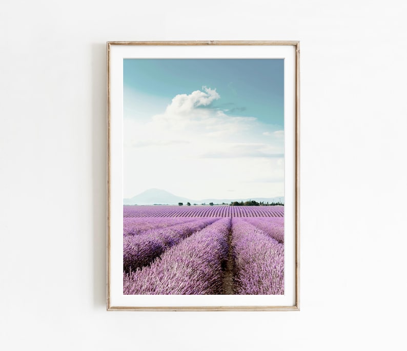 May include: A photograph of a field of lavender flowers in full bloom. The field is surrounded by trees and a mountain range in the distance. The sky is a light blue with a few white clouds.