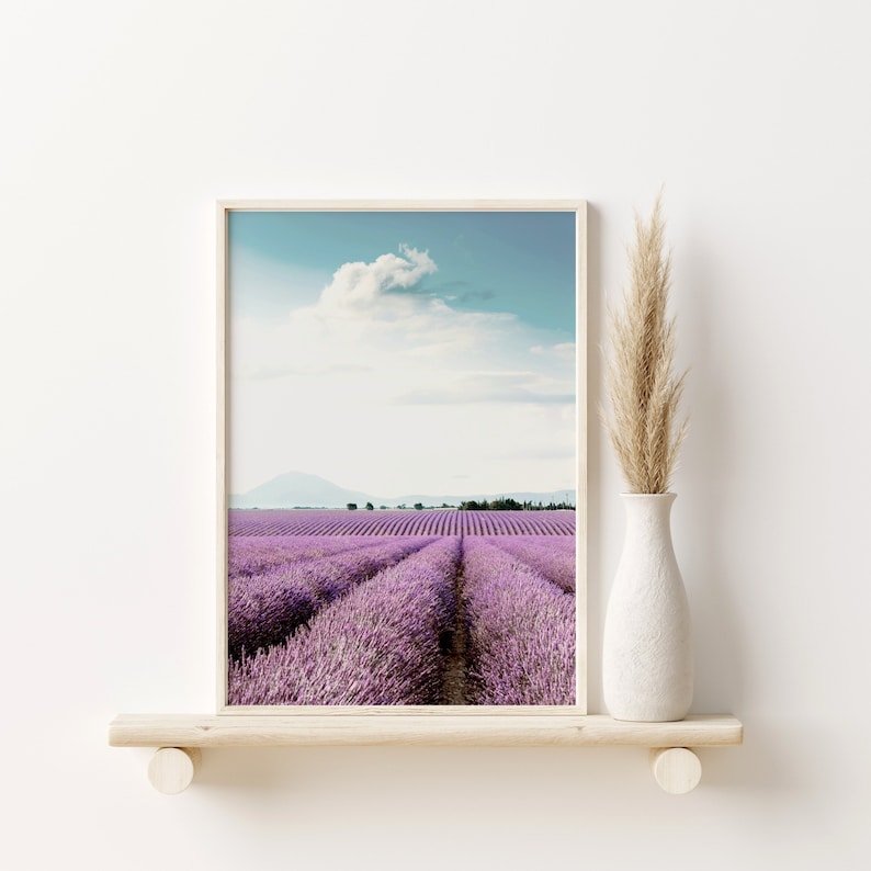May include: A framed photograph of a field of lavender flowers in bloom. The field is divided into rows, with a path running down the center. The sky is blue with a few white clouds.