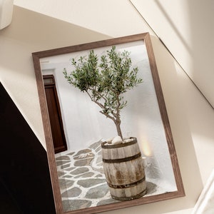 May include: A framed photograph of a small olive tree growing in a wooden barrel. The tree is in a white courtyard with a stone path and a white wall in the background.
