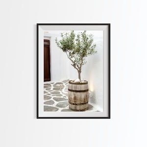 May include: A small olive tree in a wooden barrel planter sits on a white stone patio. The tree is in a whitewashed courtyard with a brown wooden door in the background.