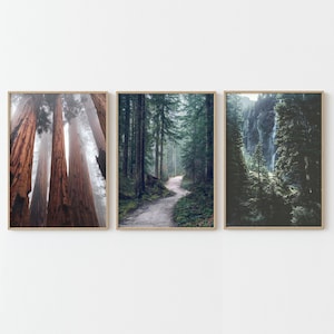 Pode incluir: Três impressões de paisagens emolduradas. A impressão da esquerda mostra altas árvores de sequoia em uma floresta. A impressão central retrata um caminho serpenteando por uma densa floresta perene. A impressão da direita apresenta uma cachoeira.