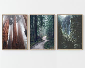 Redwood forest prints set of 3, dark green nature photography, printable wall art