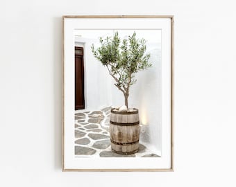 May include: A small olive tree in a wooden barrel planter sits on a white stone patio. The tree is in front of a white wall with a wooden door.