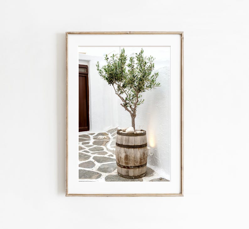 May include: A small olive tree in a wooden barrel planter sits on a white stone patio. The tree is in front of a white wall with a wooden door.