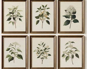 Vintage minimalist botanical prints set of 6, neutral floral plants gallery art, digital download
