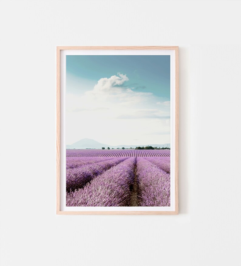 May include: A framed photograph of a lavender field with rows of purple flowers stretching out to a distant mountain range under a blue sky with a single white cloud.