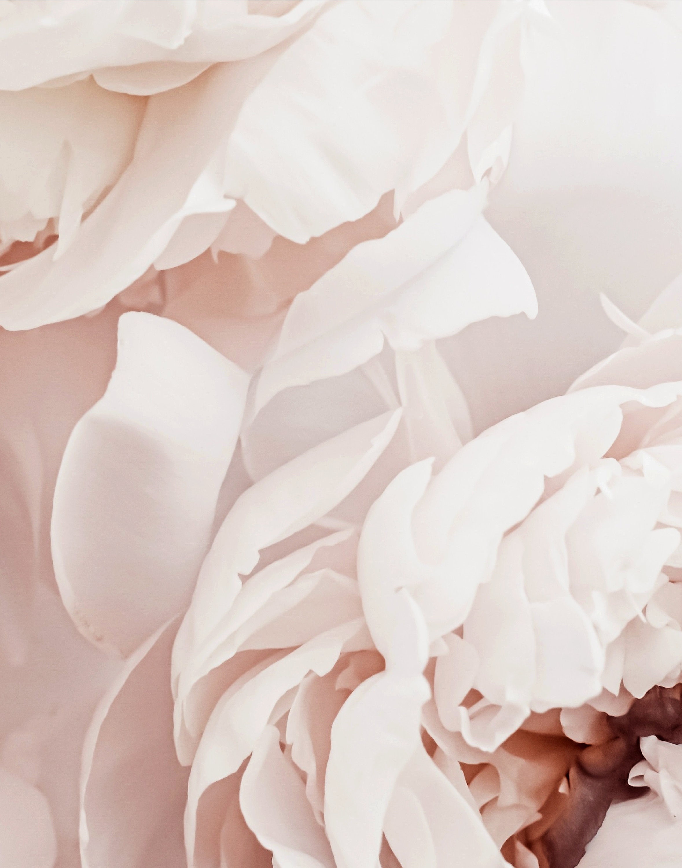 Blush Pink Peonies Prints Set of 3, Pink Flowers Triptych Art ...