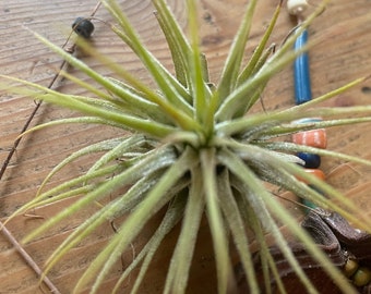 Soporte colgante para Tillandsia, con T Ionantha