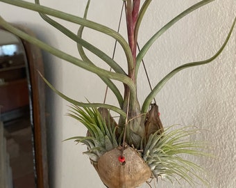 Colgante, soporte para Tillandsia, con T.Baleyli, 2 T. Ionantha o 1 T.Ionantha y 1 T. Tricolor