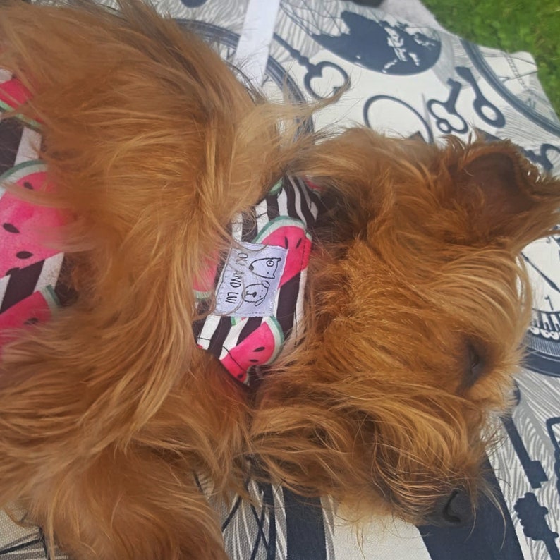 Dog Harness Puppy Harness Female Dog Harness XS Dog Etsy