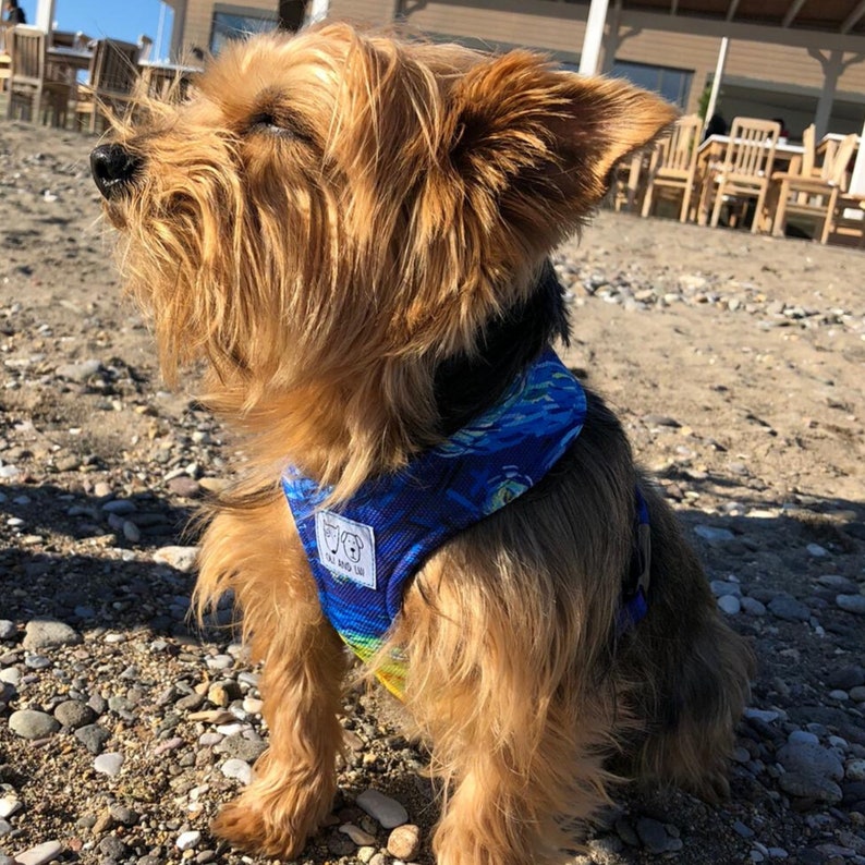 Dog Harness Puppy Harness Female Dog Harness XS Dog Etsy