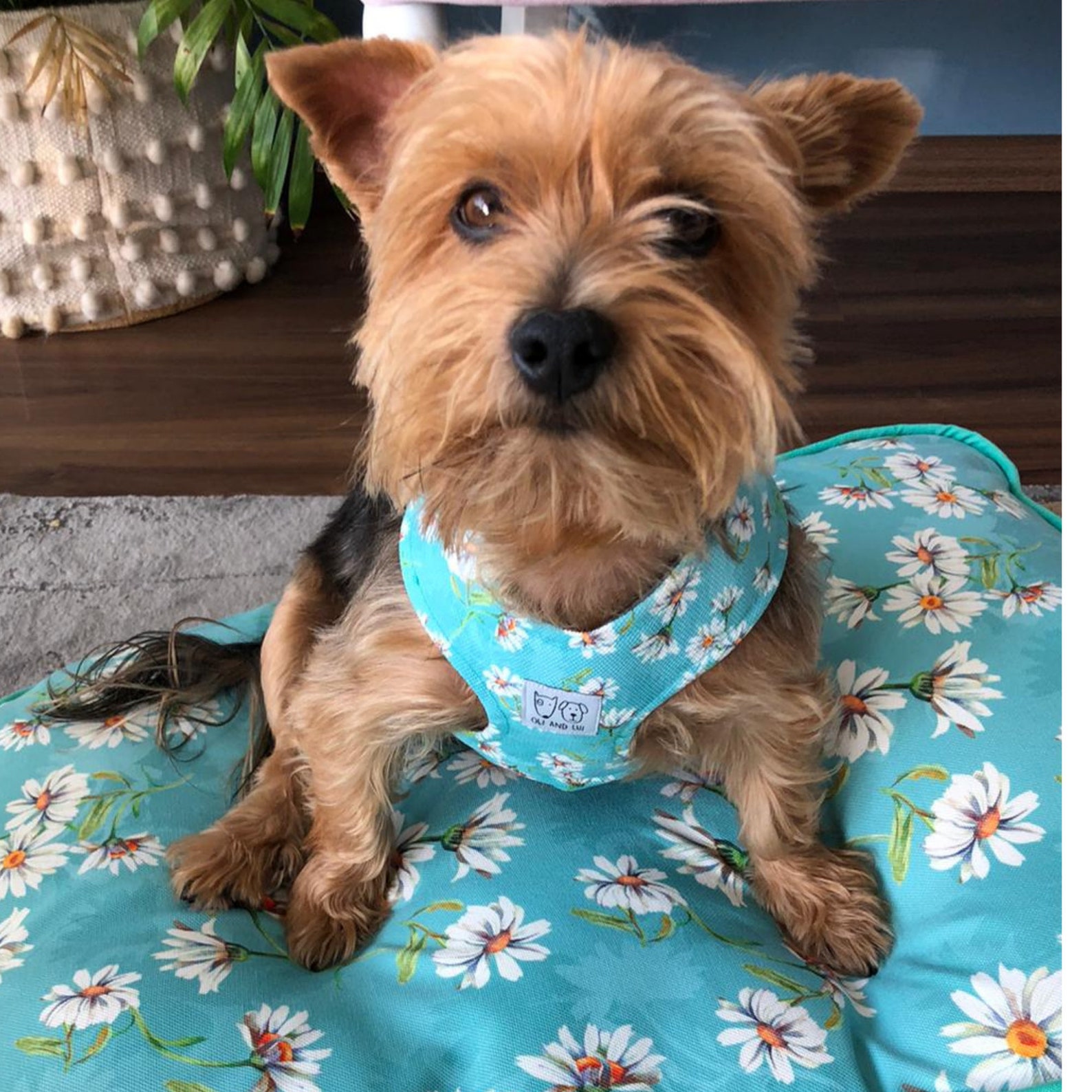 Dog Harness Puppy Harness Female Dog Harness XS Dog Etsy