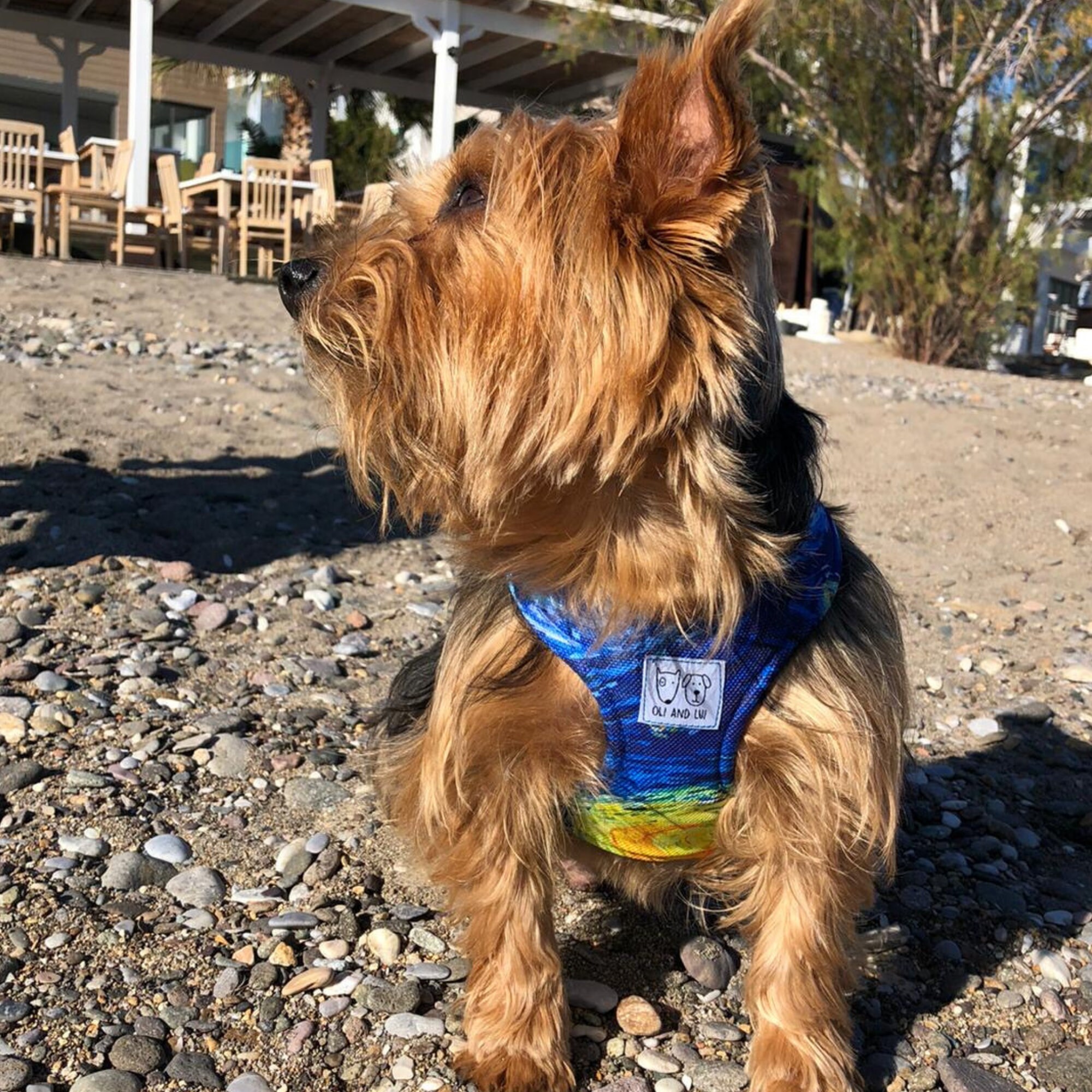 Dog Harness Puppy Harness Female Dog Harness XS Dog Etsy