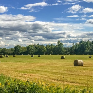 May include: A field of hay bales under a blue sky with white clouds. The bales are round and are scattered across the field. There are trees in the background.