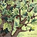 Isaiah 61:3 Oak Tree Scripture Illustration Print 8x10 11x14 - Etsy