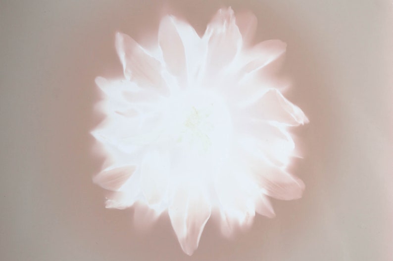 Handmade botanical wall art Flower lumen print One of kind