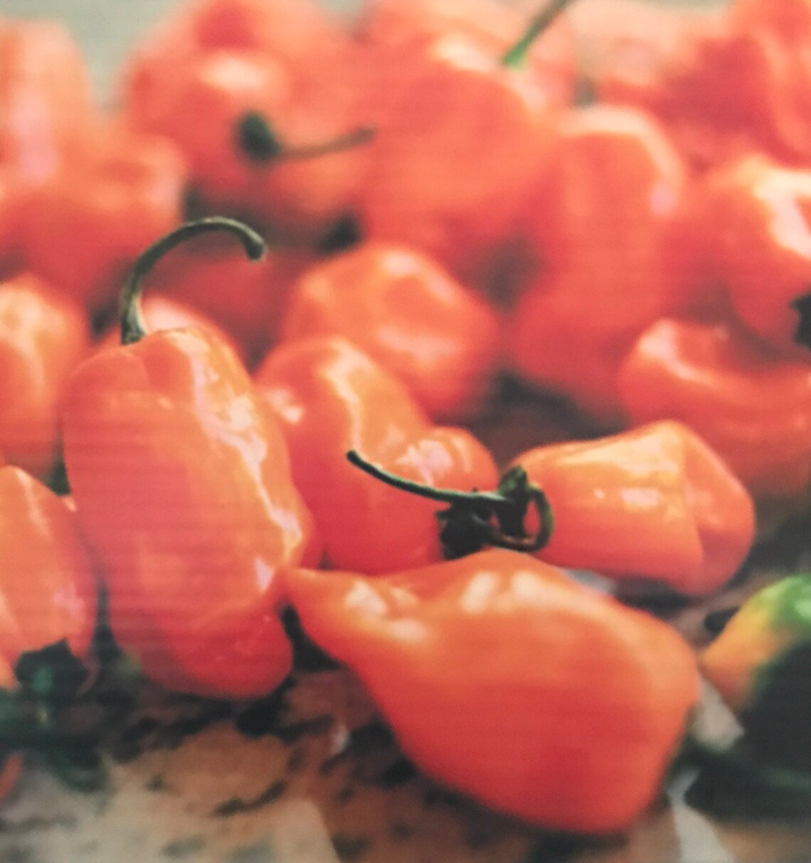 Pure 'Orange Habanero Pepper Powder' 7 grams 1/4 oz Etsy