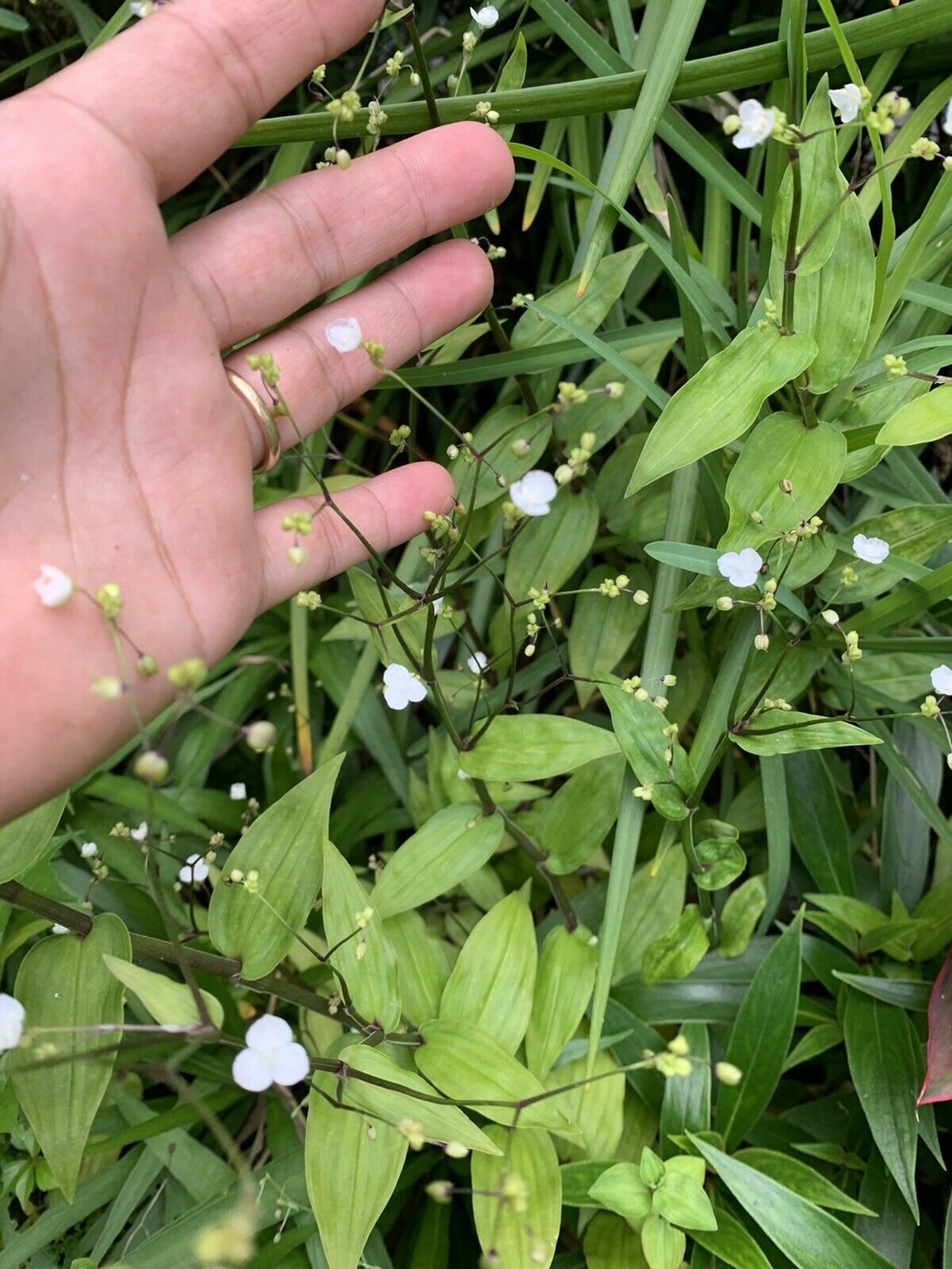 Tahitian Bridal Veil Wandering Jew House Plant Plant 10 Etsy