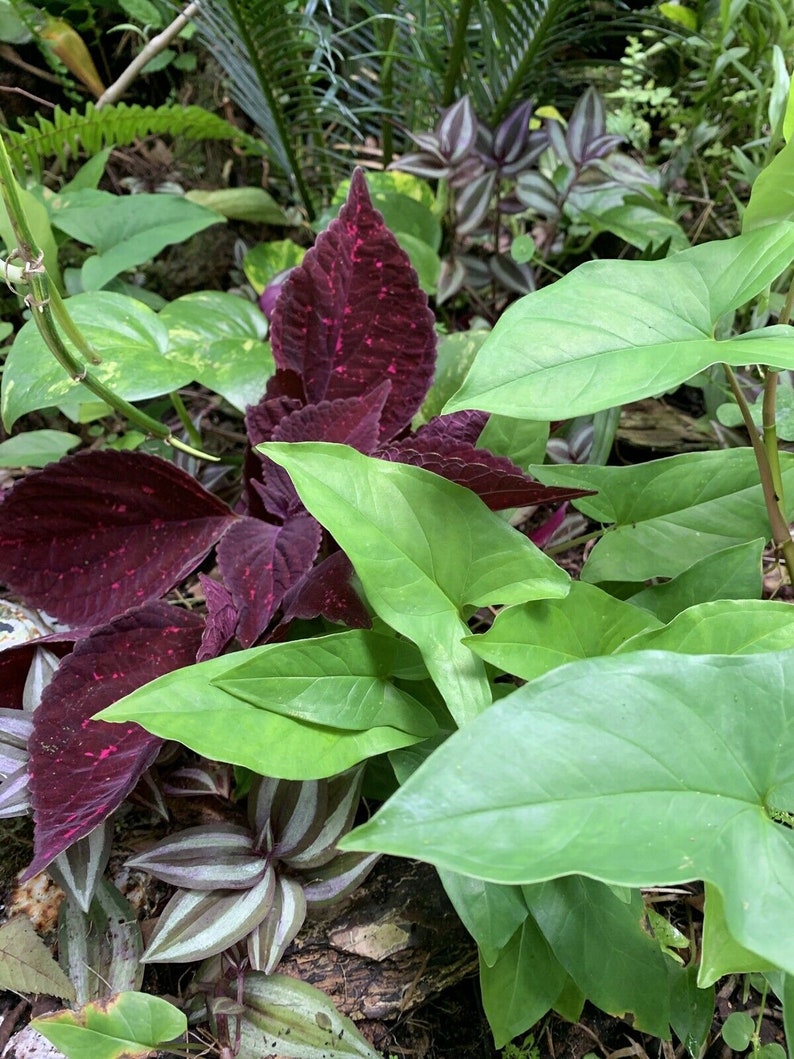 Syngonium Podophyllum Green arrowhead live plant 3 Rooted