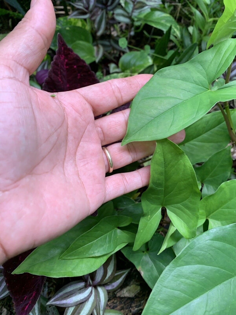 Syngonium Podophyllum Green arrowhead live plant 3 Rooted
