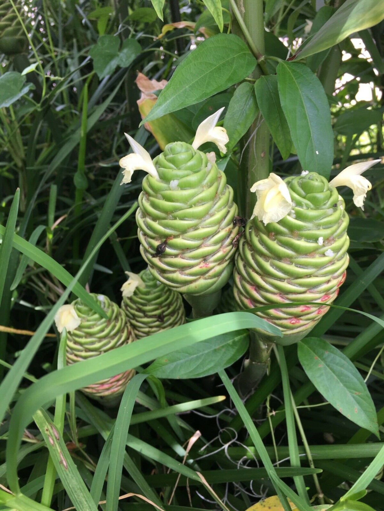 Ginger Shampoo Pinecone Small Plant 4tall zingiber