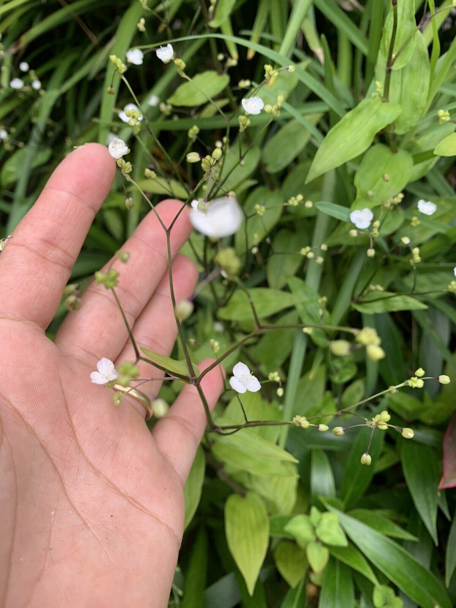 Bridal Veil Commelina Gibasis Geniculata Wandering Jew Green Etsy
