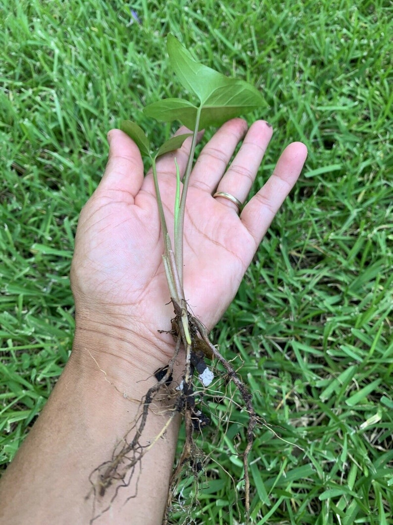 Syngonium Podophyllum Green arrowhead live plant 3 Rooted