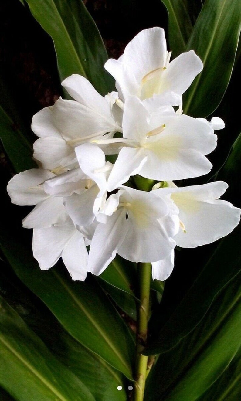 1 White Butterfly Ginger Lily Plant No Pot Very Fragrant | Etsy