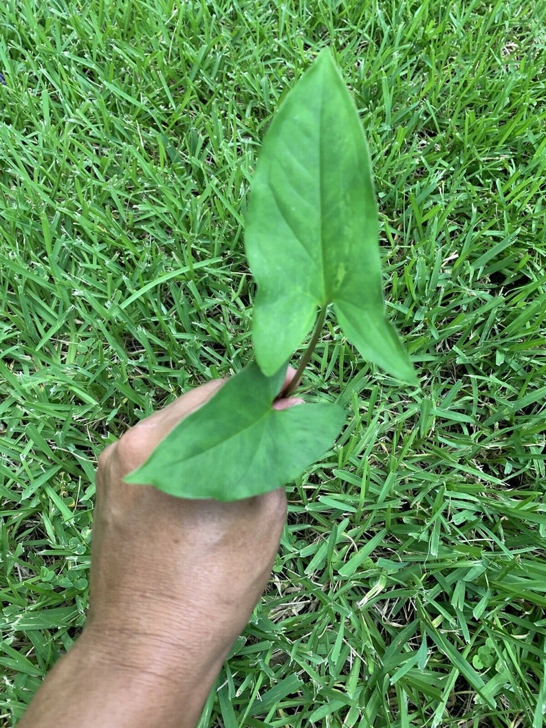 Green arrowhead plant information