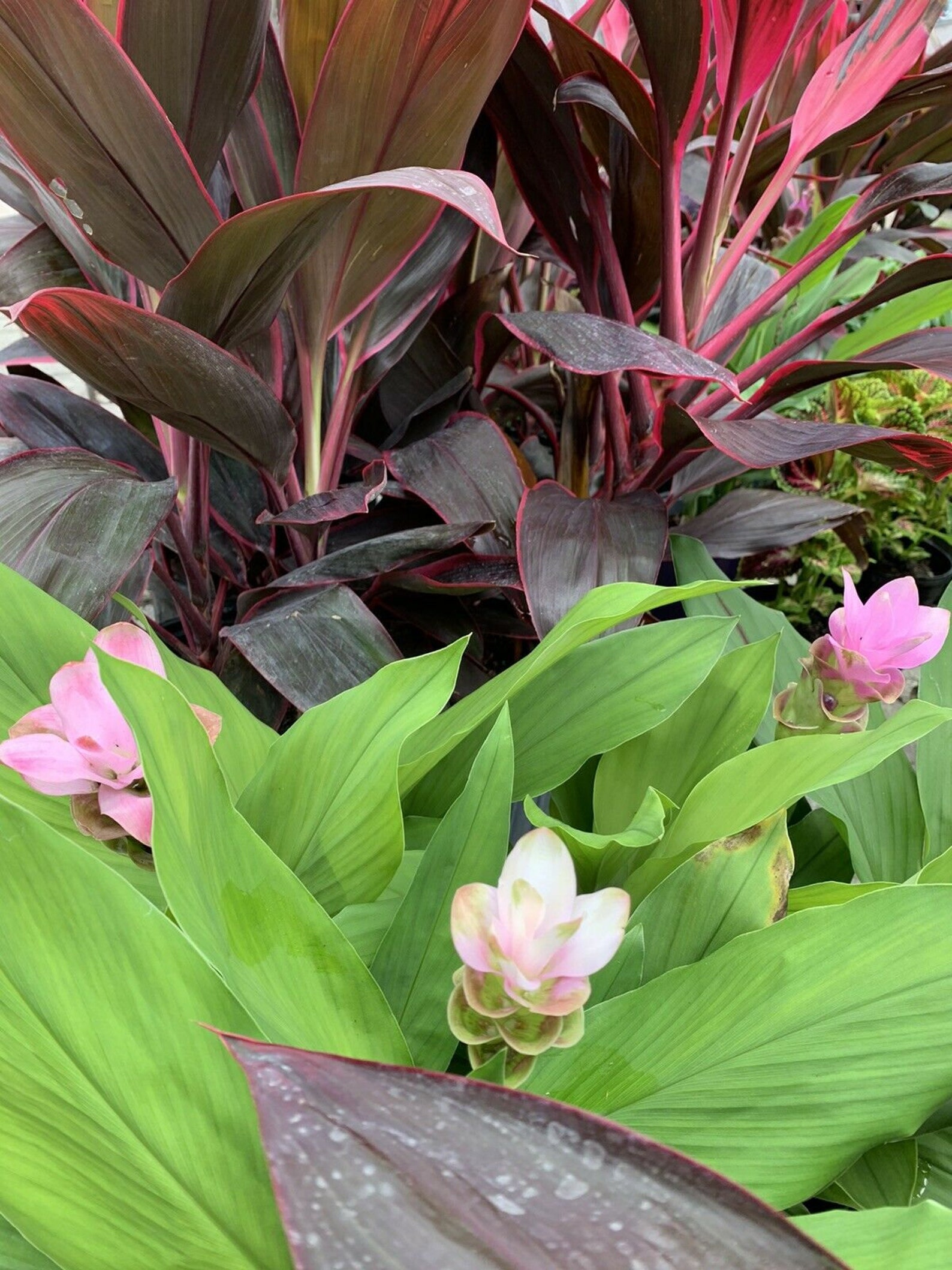 PlantGinger Curcuma Dwarf Pink Flowering 1 Plant Rooted Start Etsy