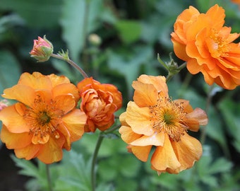 Geum Montanum Etsy
