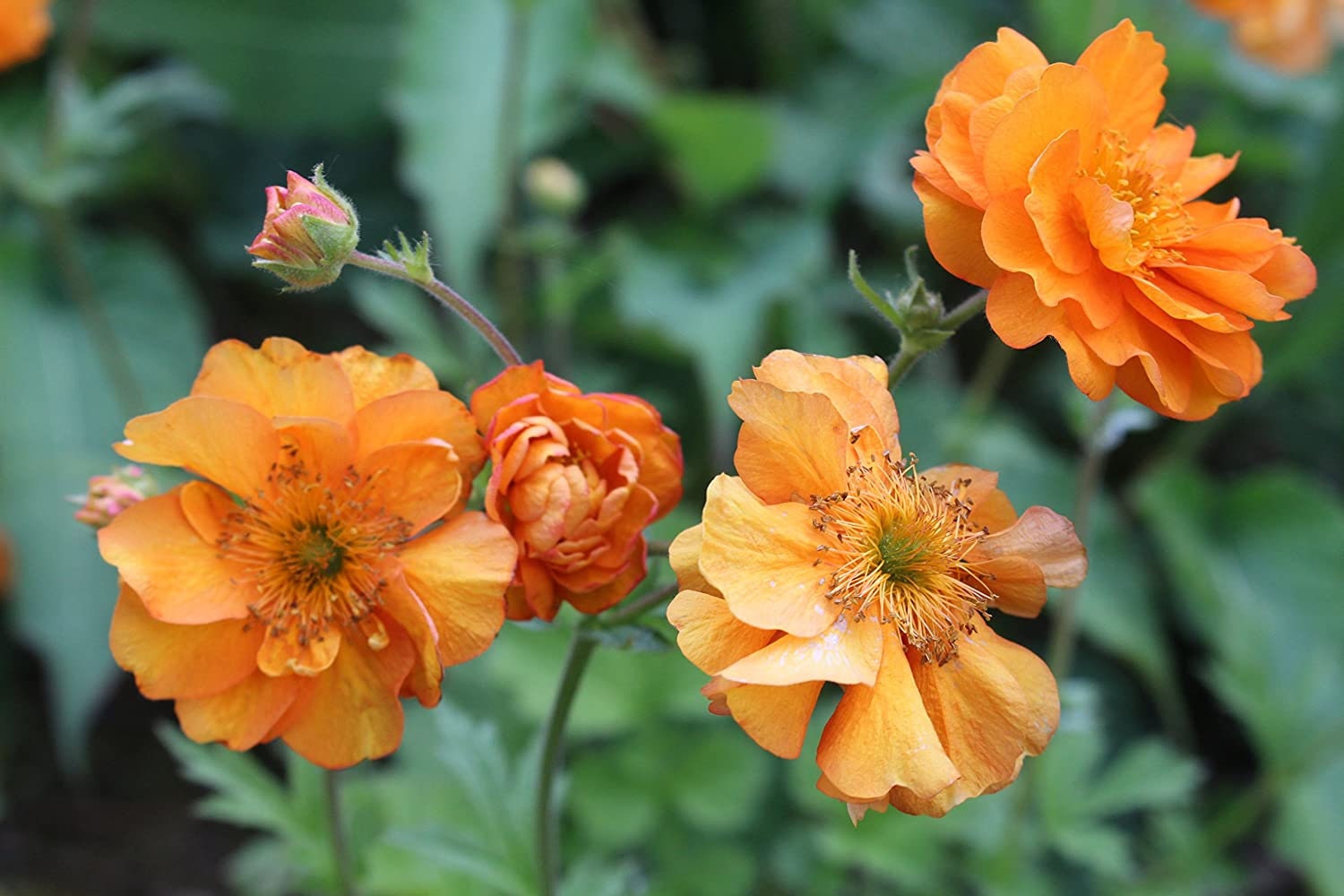 Geum Fire Storm Perennial Etsy