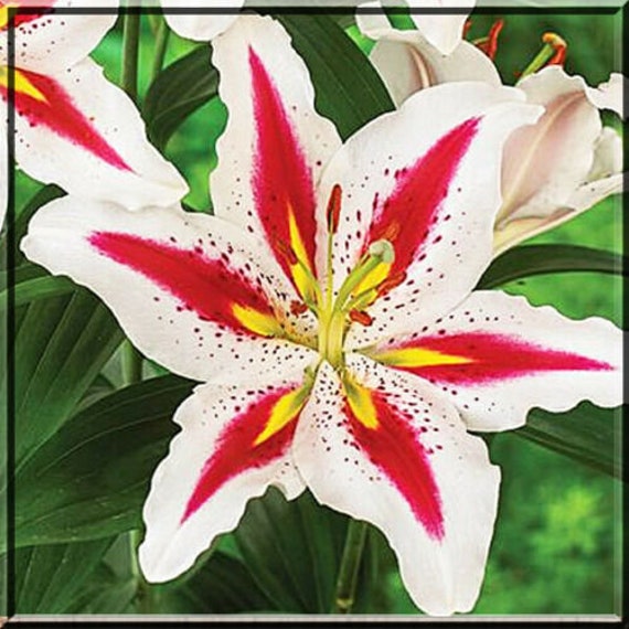 Big Smile Lily Live Plant Large Bulb 2 Bulds Etsy