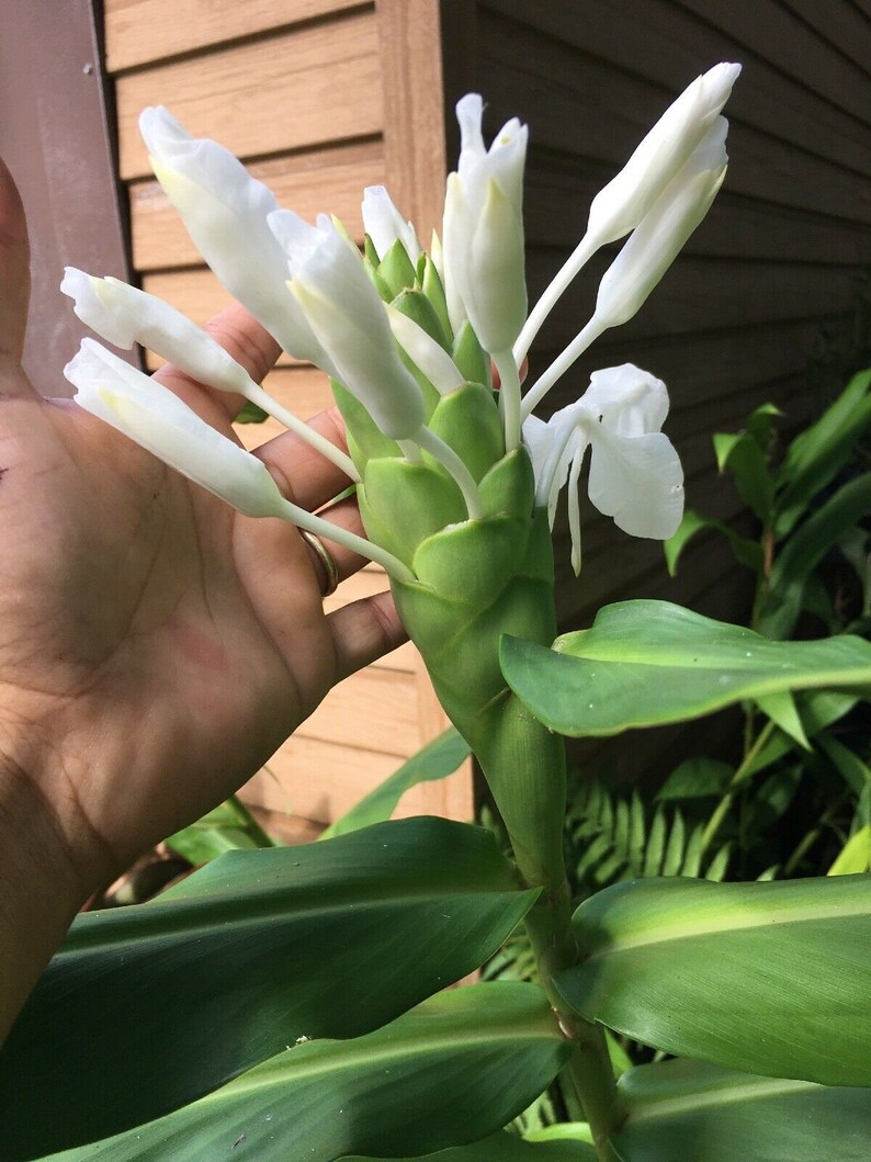 1 White Butterfly Ginger Lily Plant No Pot Very Fragrant Etsy